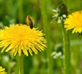 honeybee dandelion honeybee dandelion