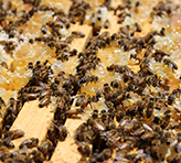 honeybees close up in frames honeybees close up in frames